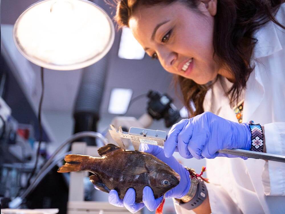 Evelyn Bond disects surfperch.